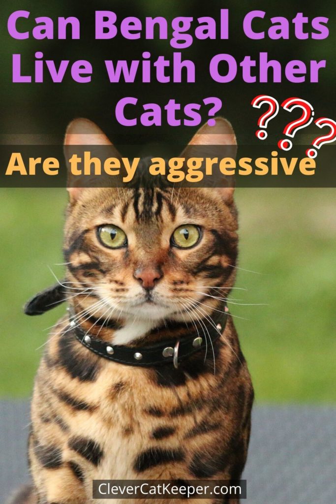 Can Bengal Cats Live with Other Cats? (Are they aggressive?) image