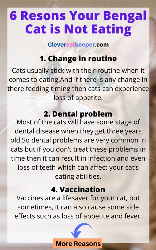 reasons your bengal cat is not eating infographic