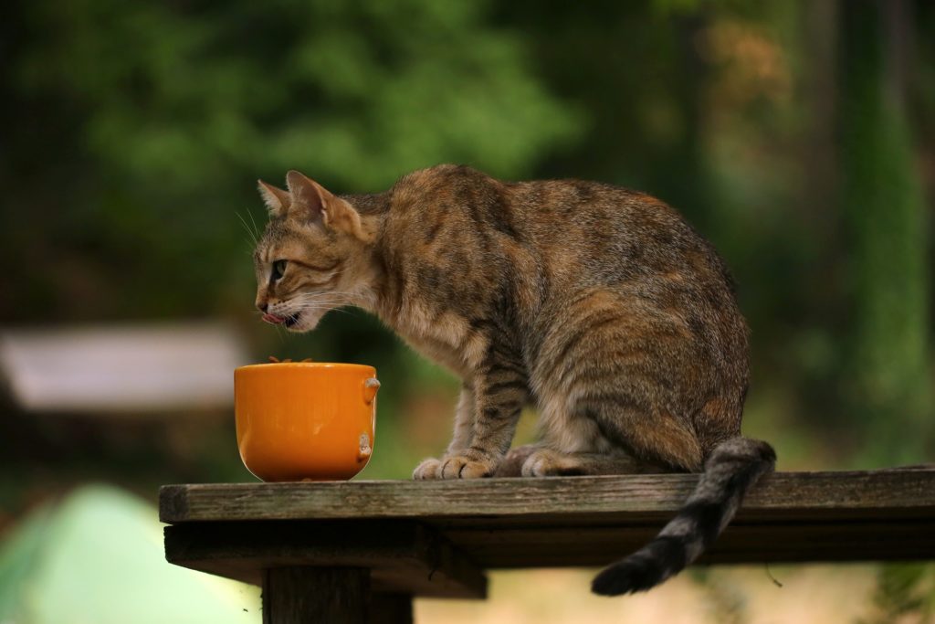 bengal cat eating