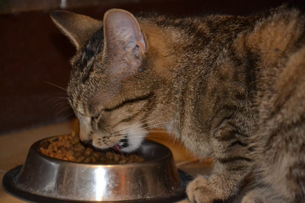 bengal cat eating