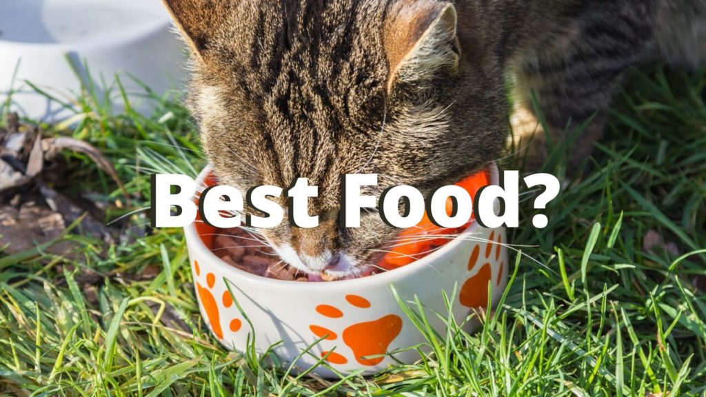 What can I feed my Bengal cat? (The Ultimate Guide)