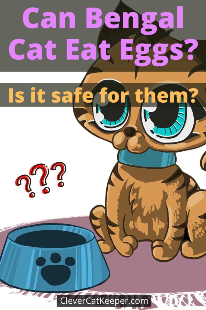 Can Bengal Cat Eat Eggs? (Is it safe for them) image