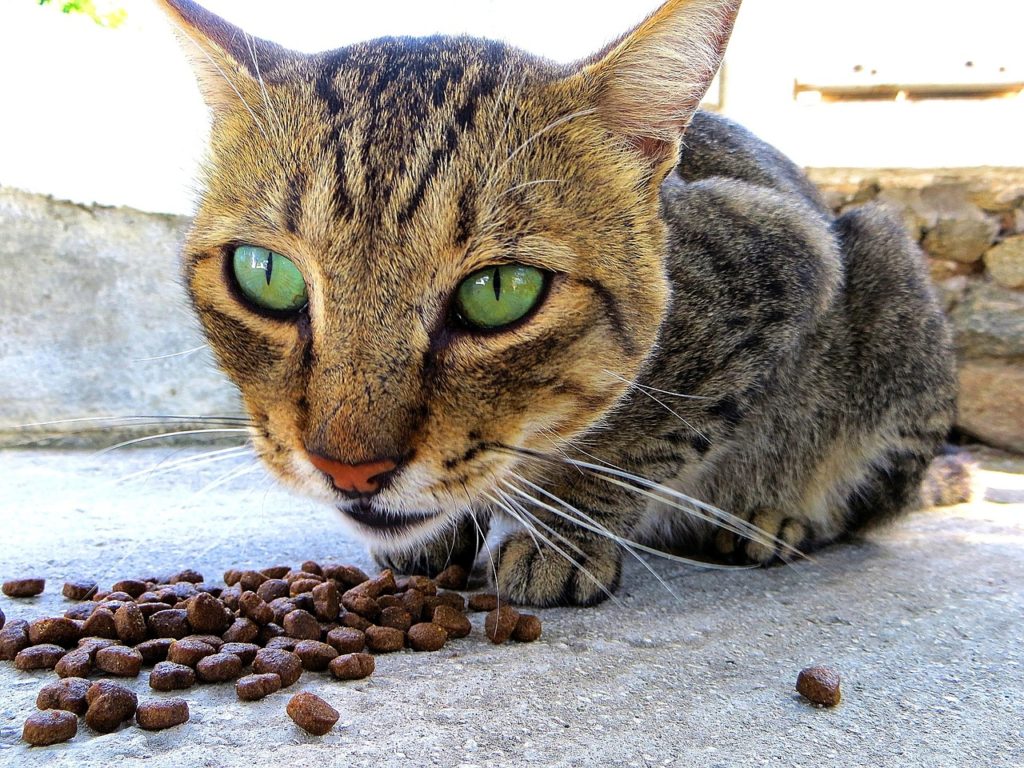 bengal cat eating dry food