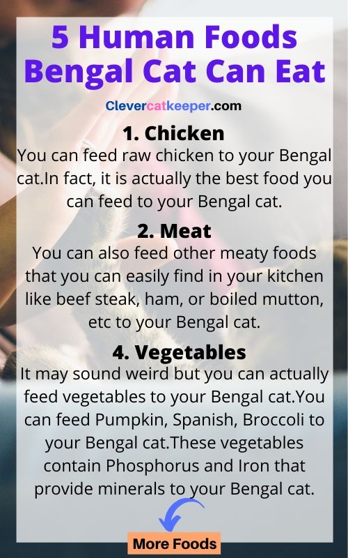human foods bengal cat can eat infographic