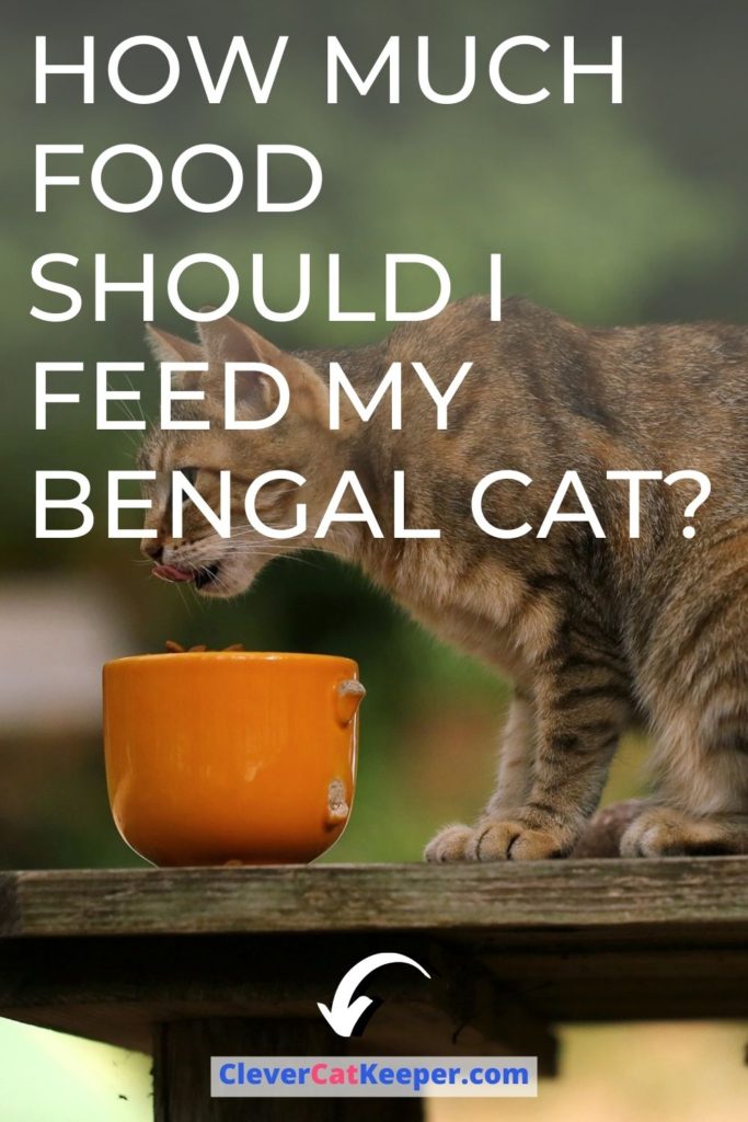 How much food should I feed my Bengal cat?