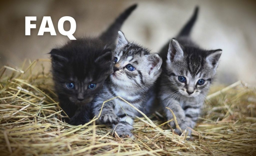 Bengal kitten with text FAQ
