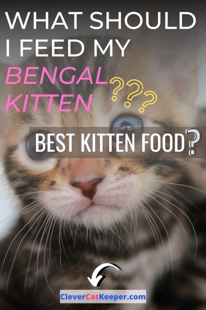 What should I feed my Bengal kitten (Best Kitten Food) image